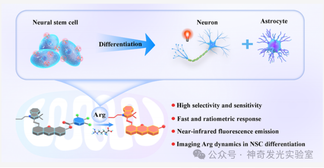 Revealing Dynamics of Arginine Metabolism in Neural Differentiation through Ratiometric Fluorescence Imaging