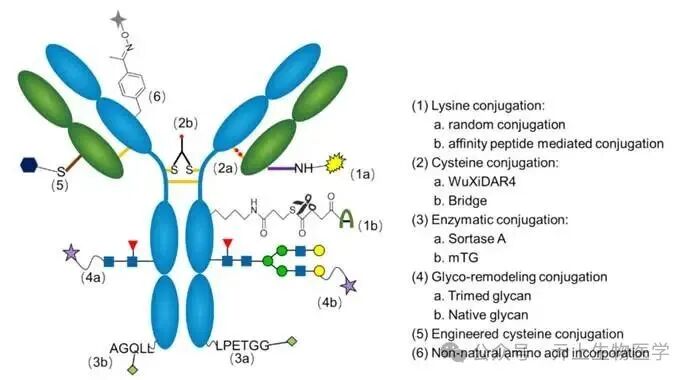 Overview of ADC Conjugation Technology