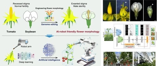 Innovative AI Robot for Cross-Pollination: Breaking Through Hybrid Breeding and Seed Production Bottlenecks
