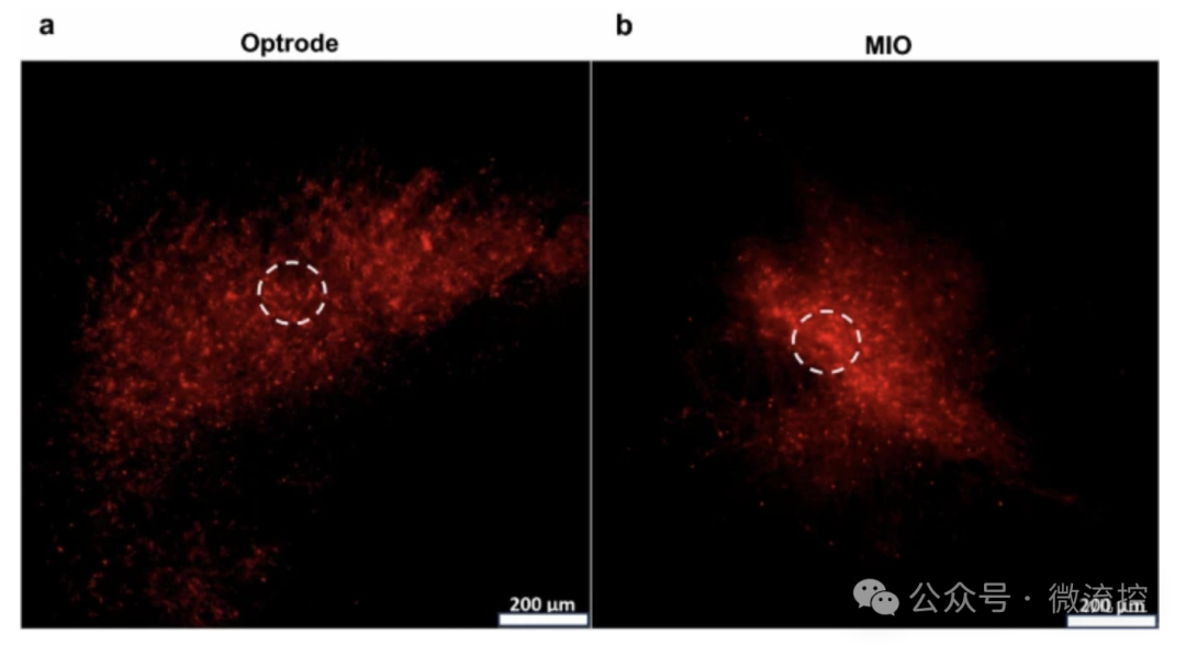 3D Printed Integrated Microfluidic Optogenetic Neural Probes: Combining Optical Stimulation with Drug/Virus Delivery Functions