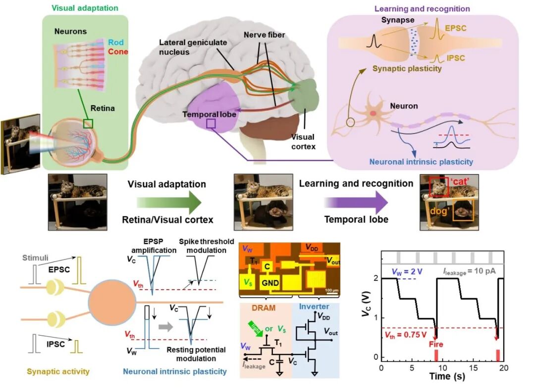 Breakthrough in Brain-like Visual Chips! Fudan Team Collaborates on Bio-inspired Neurons Based on 2D Semiconductor DRAM