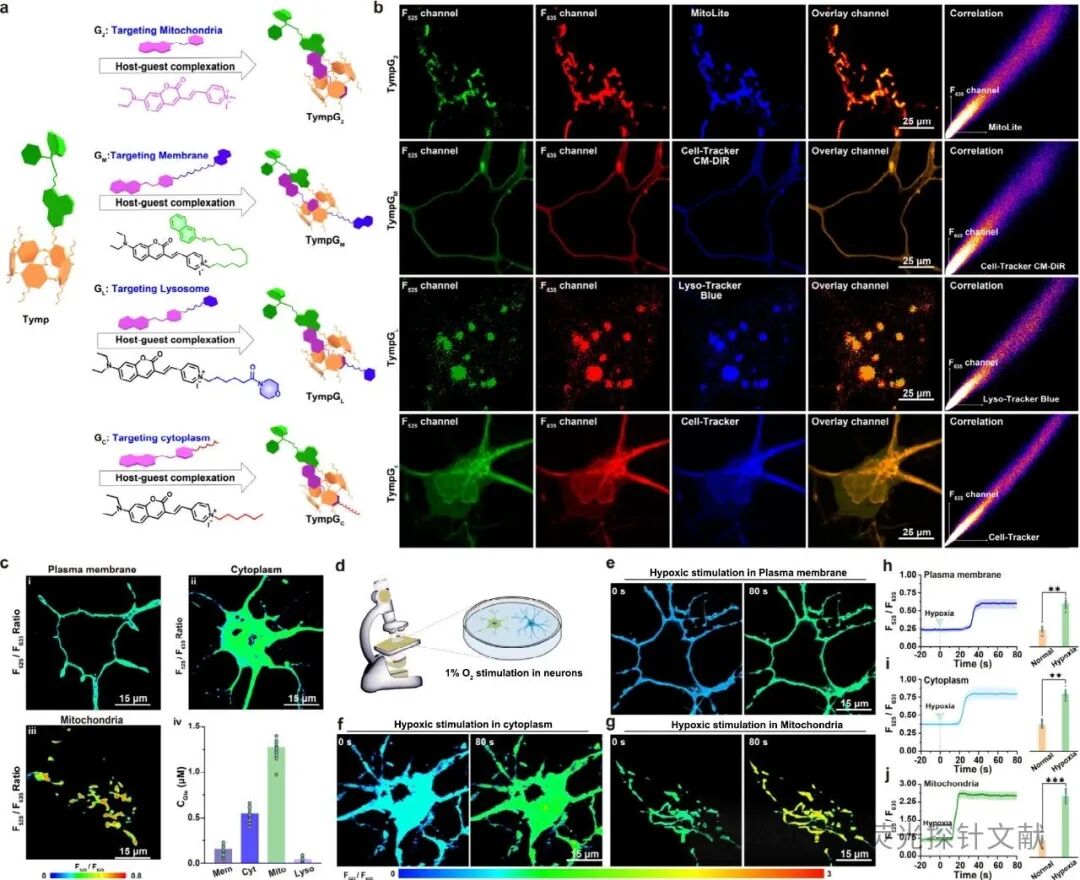 Engineering Supramolecular Fluorescent Chemical Sensors for Dynamic Multiscale Visualization of Glutamate in Living Systems