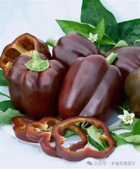 Mini Sweet Peppers: The 'King of Vitamin C' on the Dining Table, Combining Nutrition and Flavor