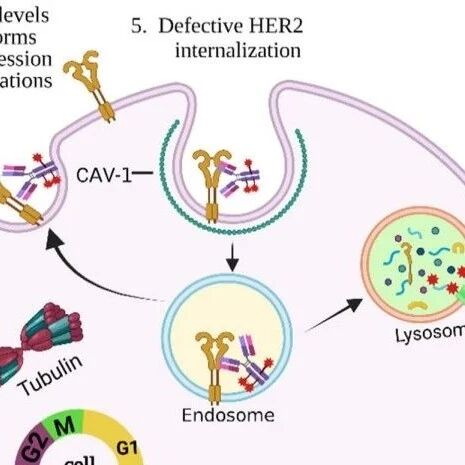 Antibody-Drug Conjugates in Cancer Therapy: Innovations, Challenges, and Future Directions