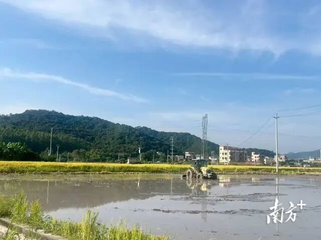 New Farmer Yu Yiyao: Injecting 'Smart Chips' into Modern Agriculture in Fengkai
