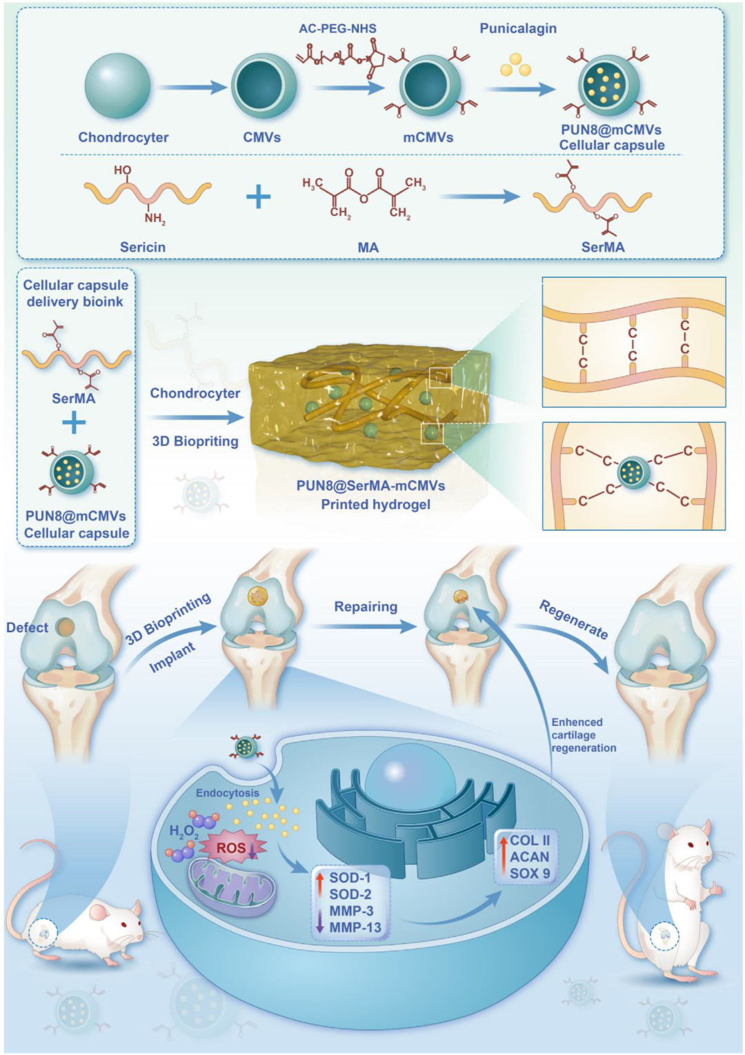 3D Bioprinting! Cellular Capsule Delivery Strategy for Cartilage Defect Repair