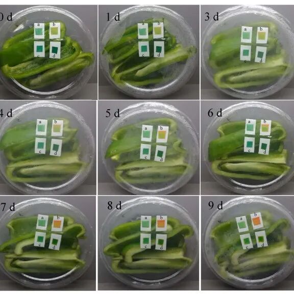 Real-time Freshness Monitoring of Fruits and Vegetables Using 3D-Printed Alginate-Based Colorimetric Sensors and Deep Convolutional Neural Networks