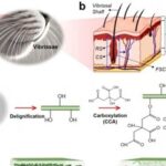 Biomimetic Cat Whisker Flexible Sensors Based on Biomass Fiber Aerogels
