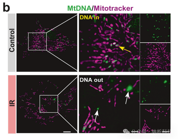 August Collection (Part 2) | Multi-SIM Tackles Dual Challenges: New Antibacterial Drugs and Nanotherapy for Brain Injury