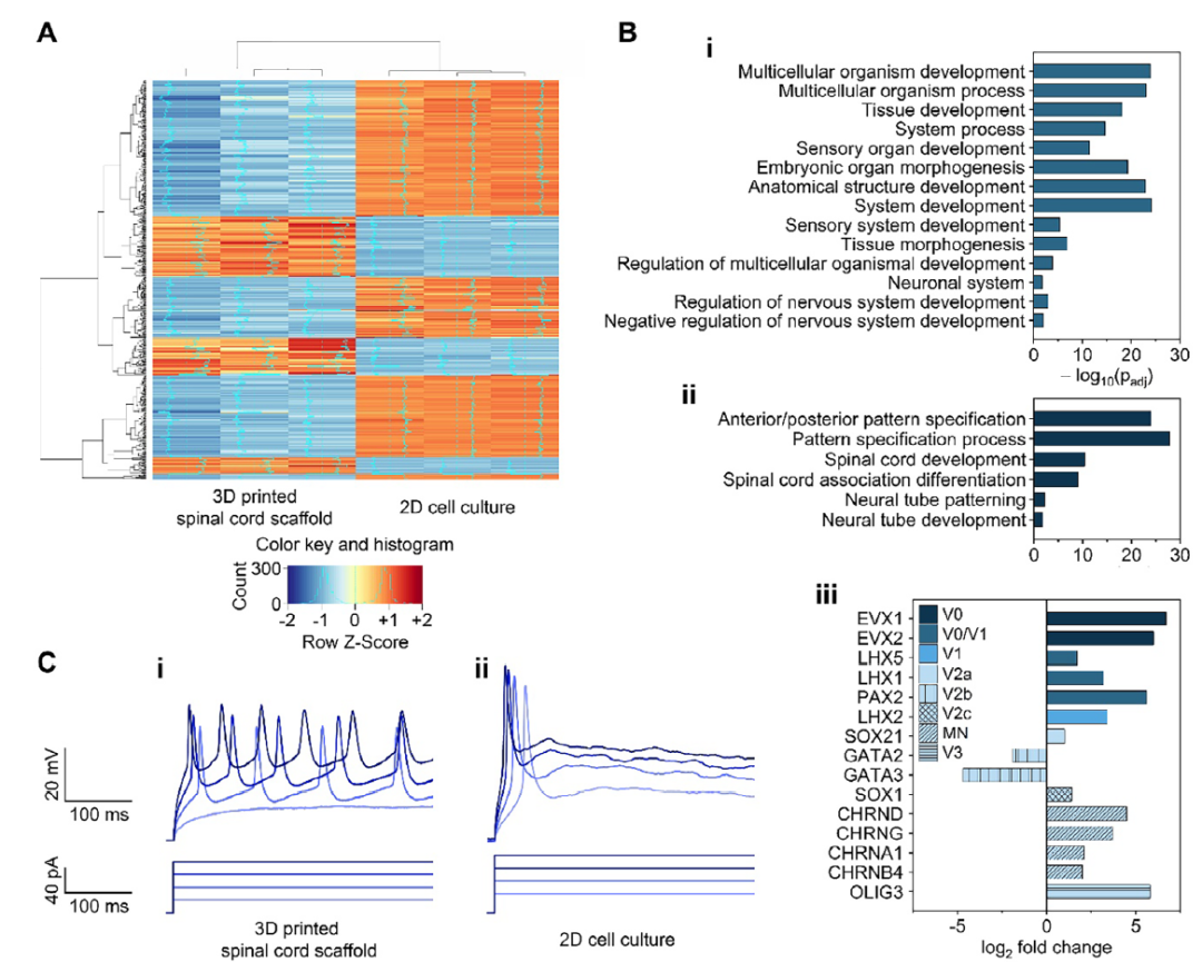 3D-Printed Scaffolds Promote Enhanced Spinal Organoid Formation for Use in Spinal Cord Injury