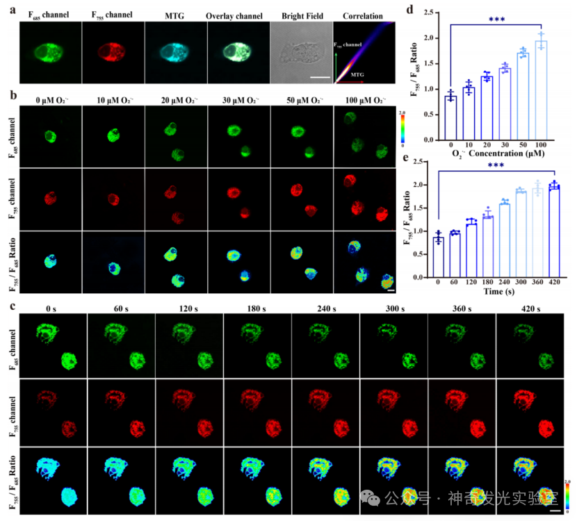 Revealing Dynamics of Arginine Metabolism in Neural Differentiation through Ratiometric Fluorescence Imaging