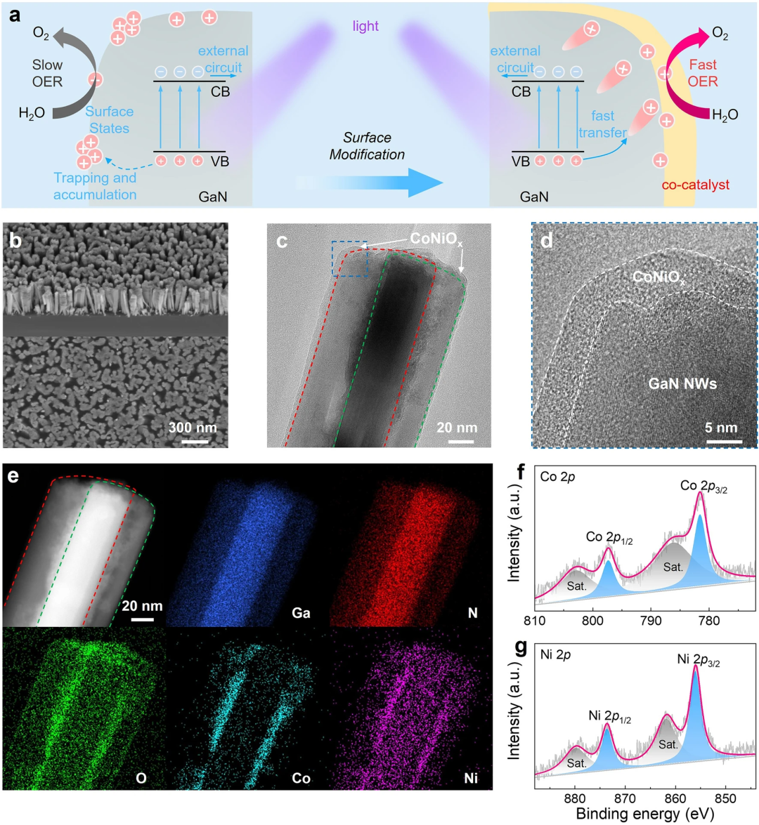 Novel Photoelectrochemical Photodetector Based on Semiconductor p-n Junction for Biosensing Applications