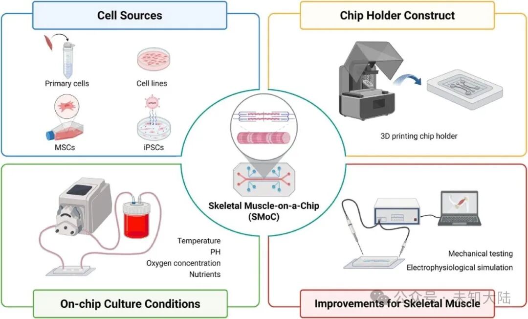 3D Printing Advances in Skeletal Muscle Chip Development
