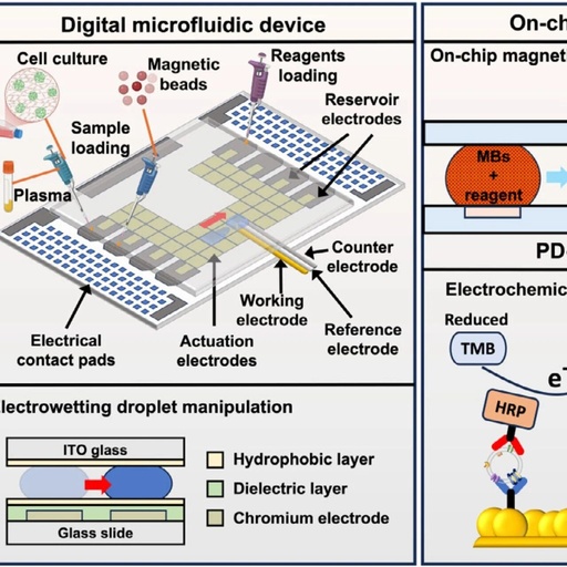 Digital Microfluidic Platform for Integrated Electrochemical Sensors: Automated Extraction and Detection of Extracellular Vesicles