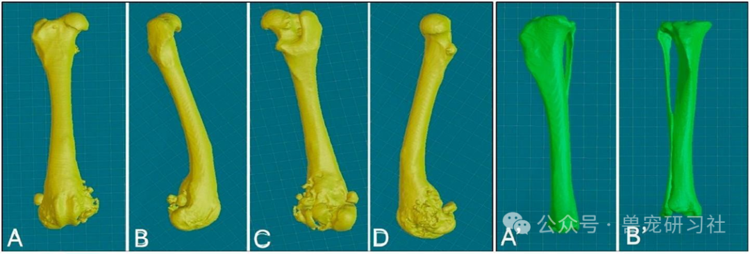 Golden Retriever Successfully Preserves Limb! 3D Printing and Precision Surgery Achieve Breakthrough in Chondrosarcoma Treatment