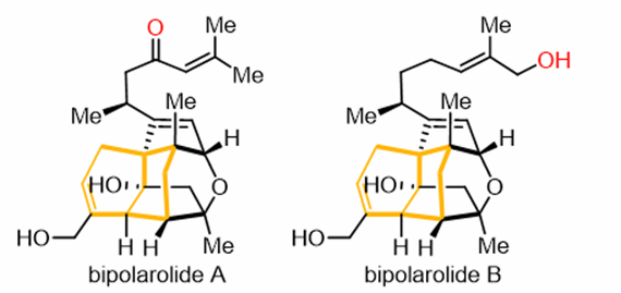 Professor Lu Zhaohong's Research Group Achieves New Progress in the Total Synthesis of Complex Diterpenoid Natural Products