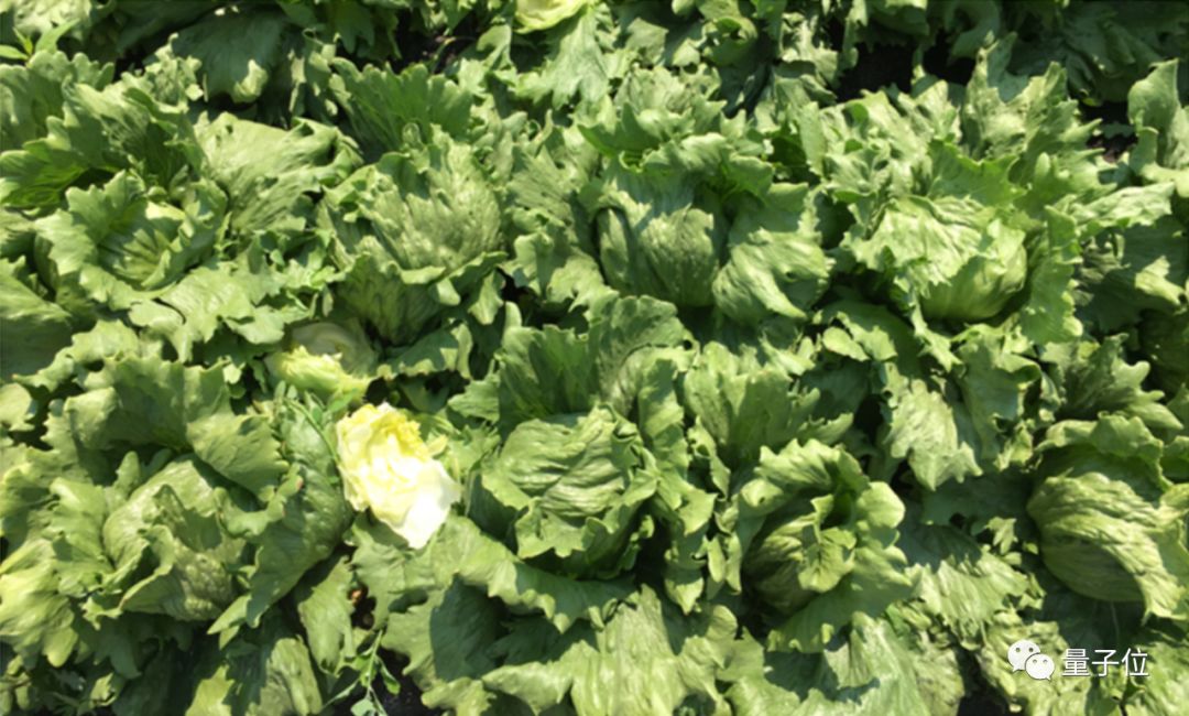 A 50-Year-Old Man Returns to Cambridge for an AI PhD, Developing a Robot to Harvest Lettuce Using AI