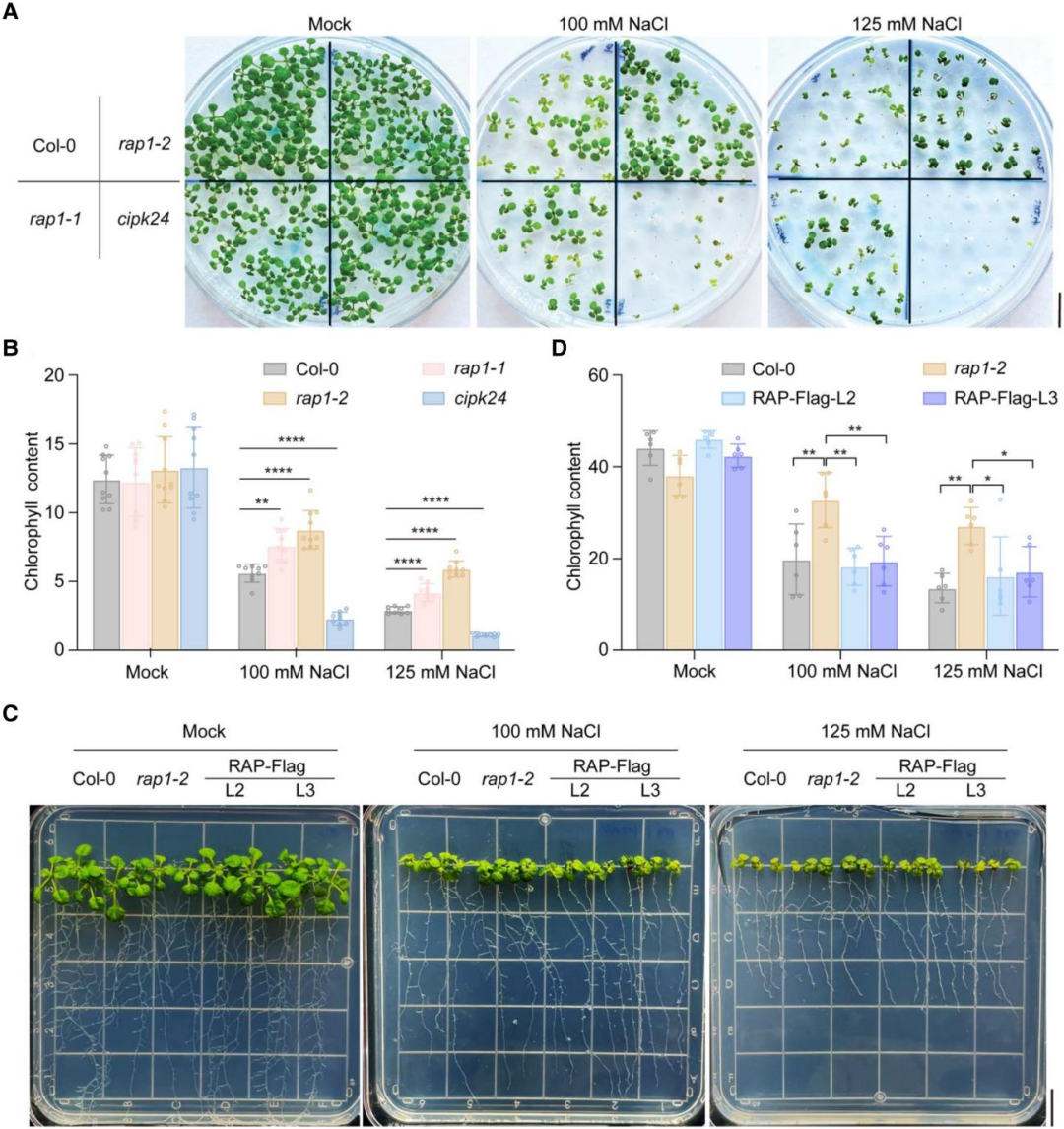 Literature Sharing | Interaction of Calcium Sensor Kinase Pathway with TOR Complex Balances Growth and Salt Tolerance in Arabidopsis
