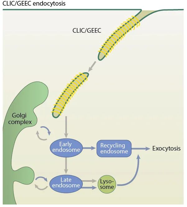 Mechanisms of Endocytosis for ADC Drugs