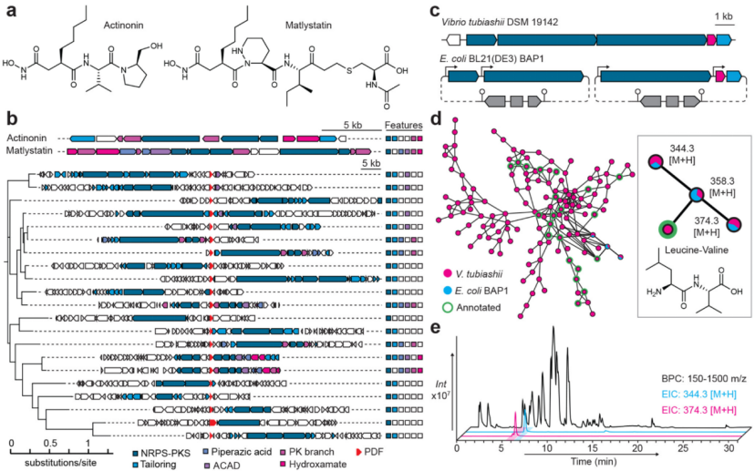 Chemotype- and Target-Driven Genome Mining for a New Natural Product Inhibitor of Bacterial Peptide Deformylase