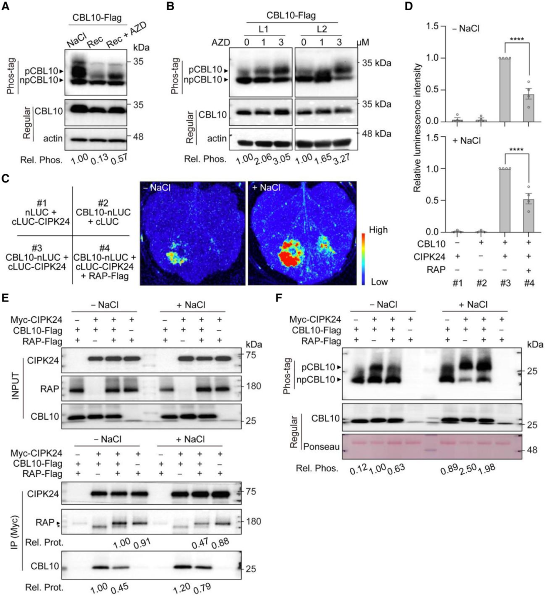 Literature Sharing | Interaction of Calcium Sensor Kinase Pathway with TOR Complex Balances Growth and Salt Tolerance in Arabidopsis