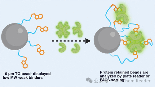 Breaking Through Device Bottlenecks: Avidity-Driven Targeted Fragment Drug Screening