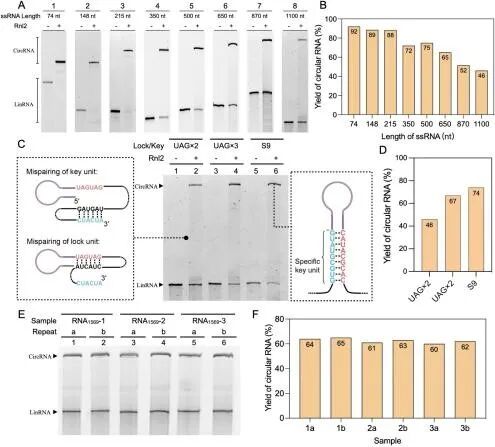 Literature Sharing | J. Am. Chem. Soc.: A Computationally Optimized Ribonucleic Acid Circularization Strategy without Byproducts