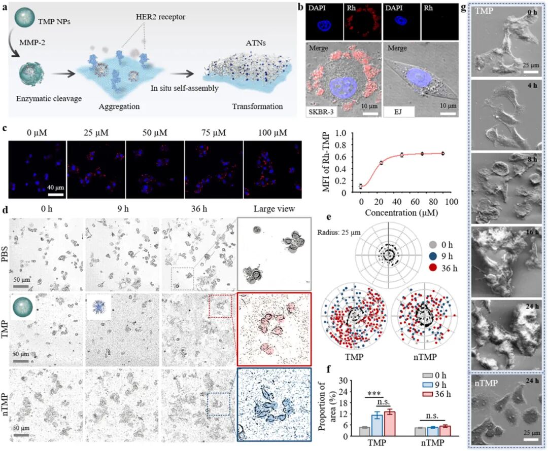 Self-Assembly of Artificial Topological Nanostructures for Enhanced Bioorthogonal Activation and Drug Penetration in Cancer Immunotherapy