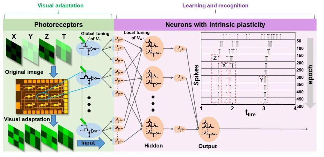 Breakthrough in Brain-like Visual Chips! Fudan Team Collaborates on Bio-inspired Neurons Based on 2D Semiconductor DRAM