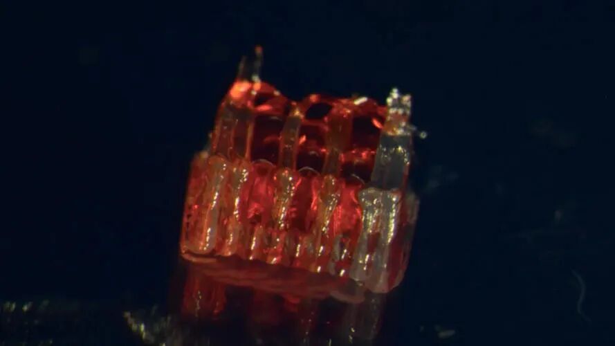 3D Printing and Stem Cells Enable Complete Spinal Cord Injury Recovery in Rats