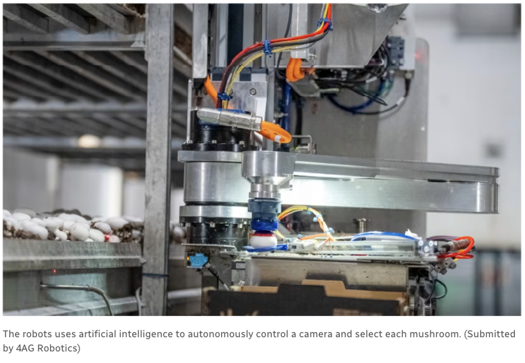 BC Invests Over CAD 15 Million in AI Robotics: Mushroom Robots and Air Insulated Greenhouses to Save Energy and Expand Production