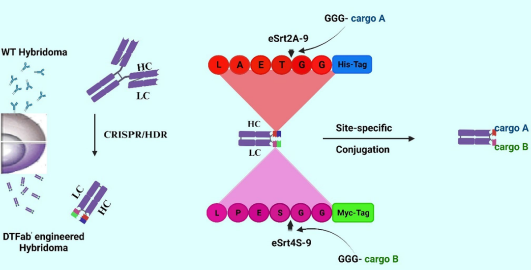 Antibody-Drug Conjugates in Cancer Therapy: Innovations, Challenges, and Future Directions