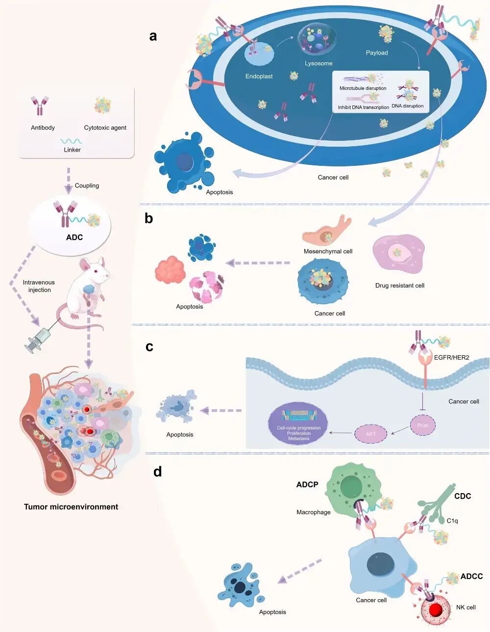 ADC: Where It Comes From and Where It Is Going?