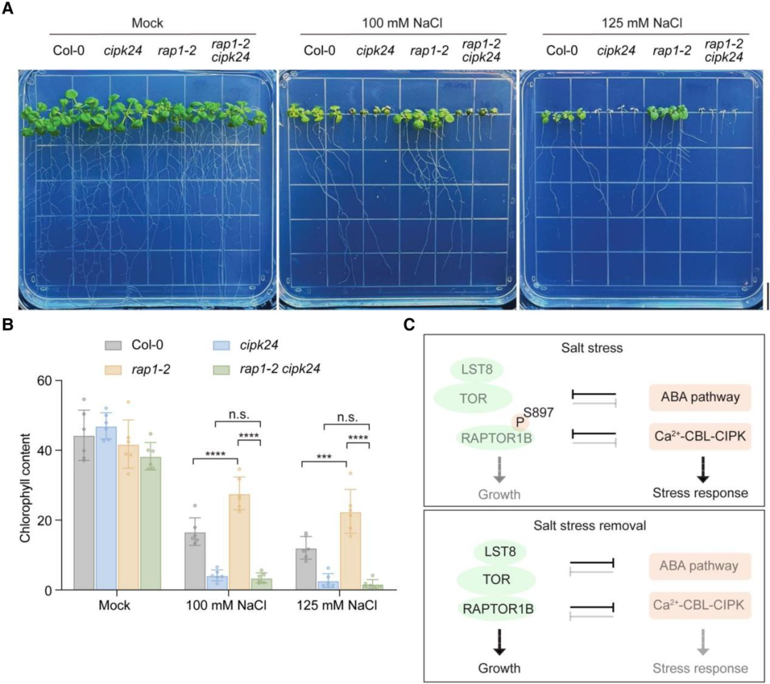 Literature Sharing | Interaction of Calcium Sensor Kinase Pathway with TOR Complex Balances Growth and Salt Tolerance in Arabidopsis