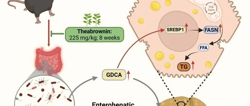 Research on the Mechanism of PCB138-Induced Metabolic-Related Fatty Liver Disease and Intervention with Theabrownin by the Team of Professor Zuo Zhenghong and Professor He Chengyong from Xiamen University