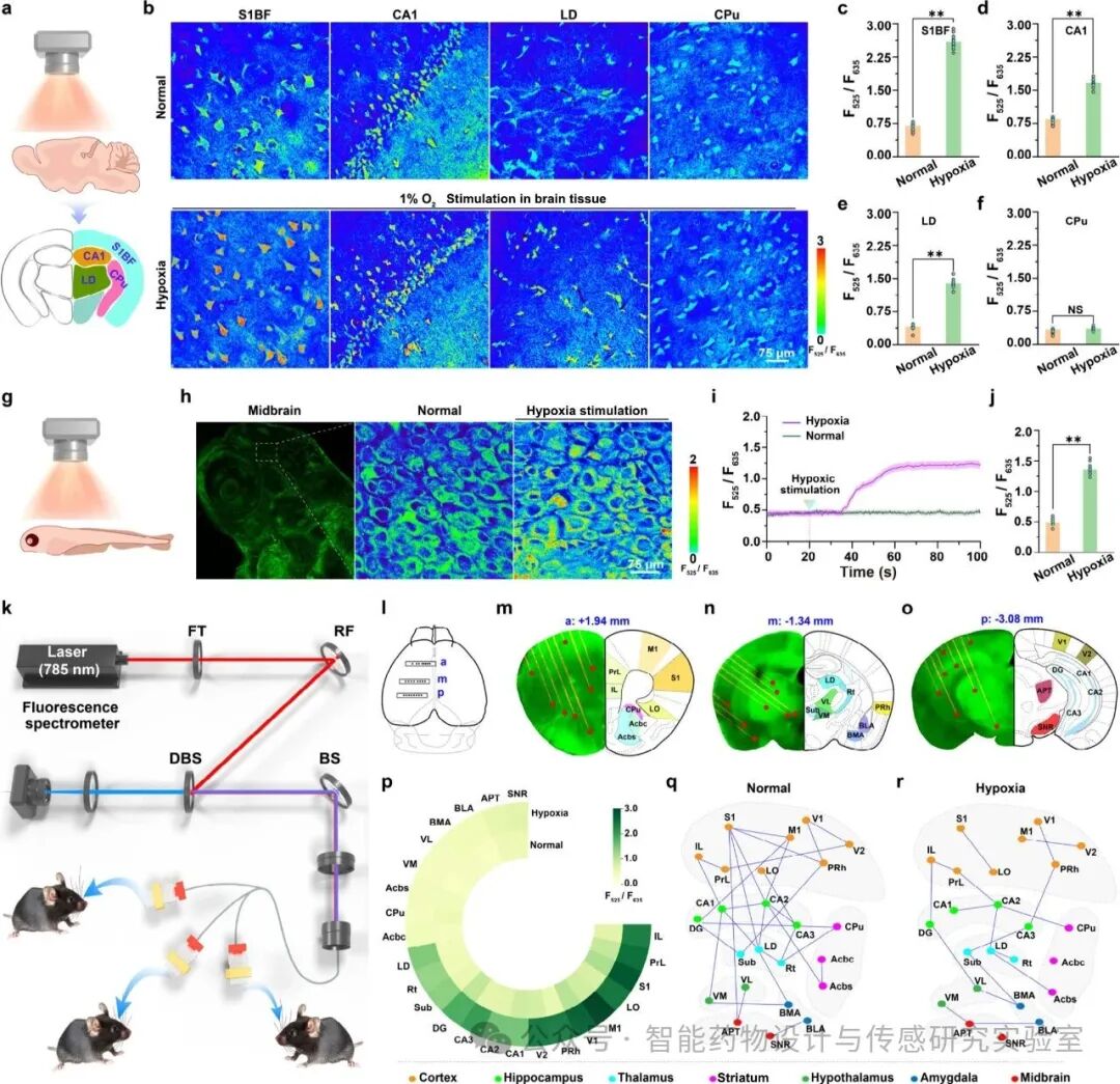 An Engineered Supramolecular Fluorescent Chemosensor for Multiscale Visualization of Glutamate Dynamics in Living Systems