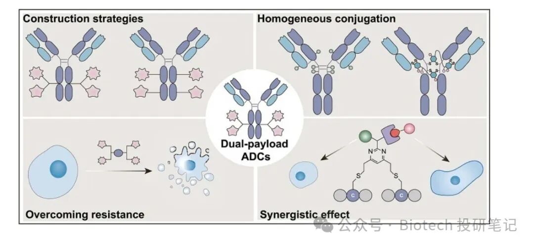 Comparative Clinical Value of Bispecific ADC vs. Dual Payload ADC