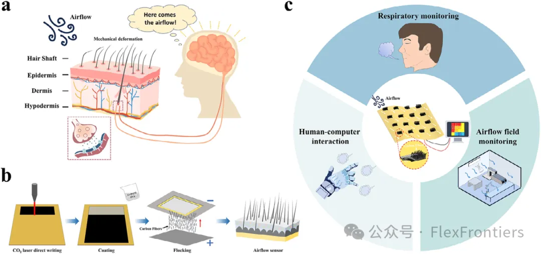 Bionic 'Electronic Hair': High-Sensitivity Flexible Airflow Sensor for Large-Area Sensing