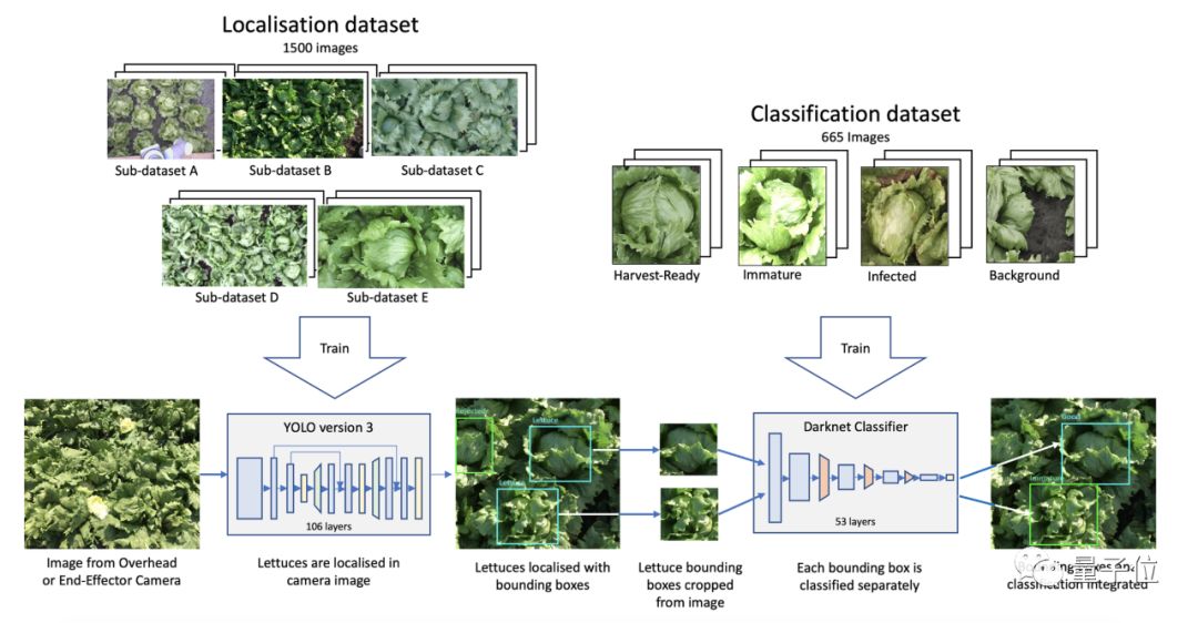 A 50-Year-Old Man Returns to Cambridge for an AI PhD, Developing a Robot to Harvest Lettuce Using AI