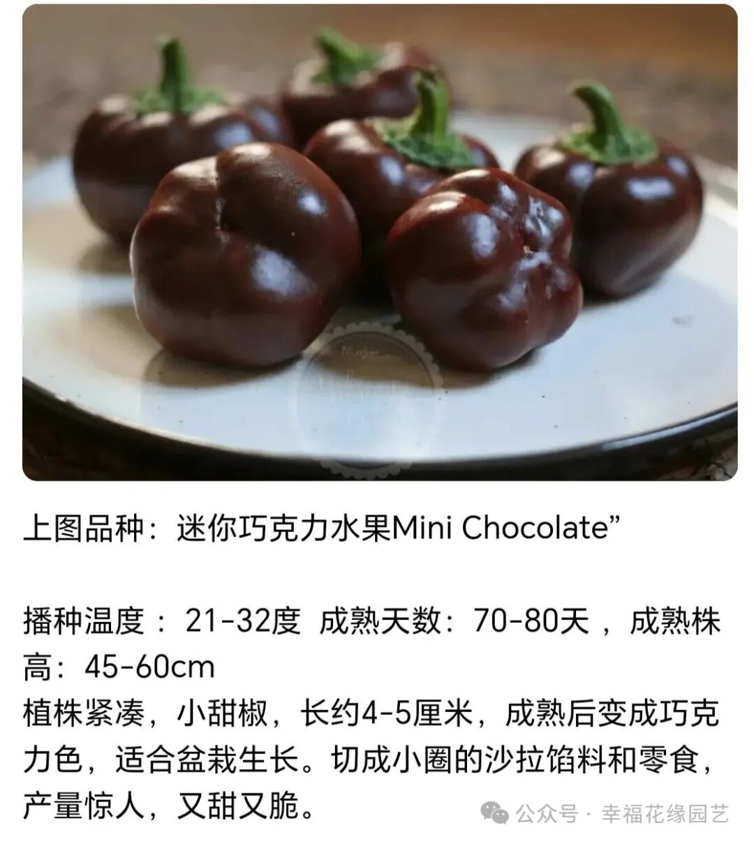 Mini Sweet Peppers: The 'King of Vitamin C' on the Dining Table, Combining Nutrition and Flavor