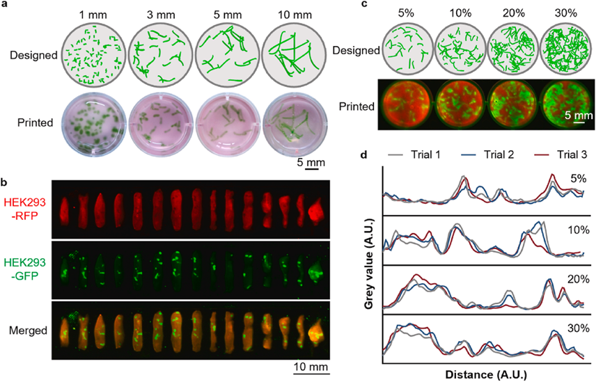 Embedded Bioprinting Enables Precise Fabrication of Cultured Meat with Authentic Structural Properties