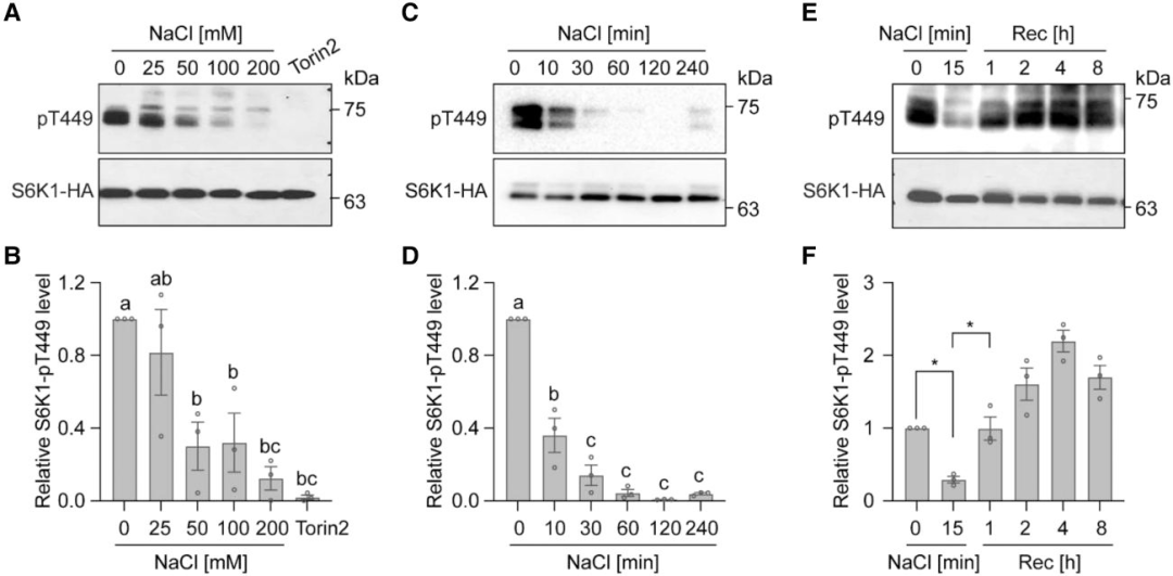 Literature Sharing | Interaction of Calcium Sensor Kinase Pathway with TOR Complex Balances Growth and Salt Tolerance in Arabidopsis