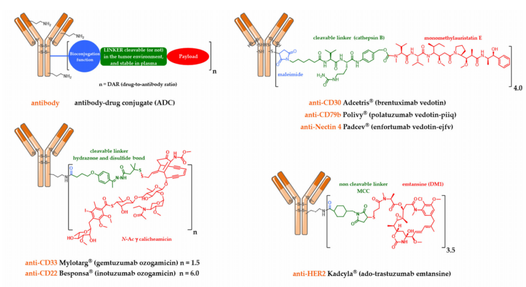 The Evolution of Antibody-Drug Conjugates (ADCs)