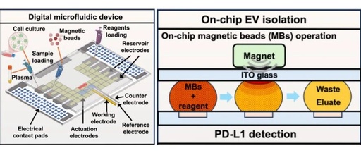 Digital Microfluidic Platform for Integrated Electrochemical Sensors: Automated Extraction and Detection of Extracellular Vesicles