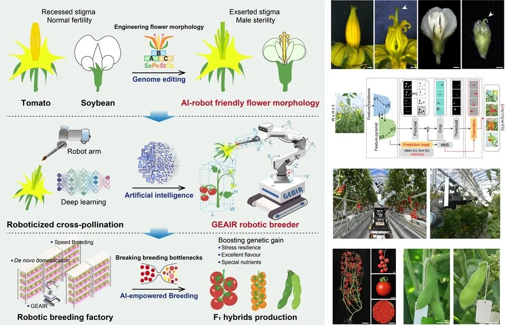 Innovative AI Robot for Cross-Pollination: Breaking Through Hybrid Breeding and Seed Production Bottlenecks