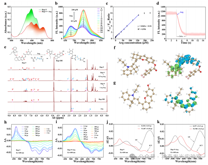 Revealing Dynamics of Arginine Metabolism in Neural Differentiation through Ratiometric Fluorescence Imaging