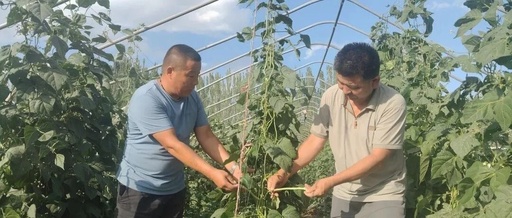 Strengthening the Awareness of the Chinese National Community: The 'Embedded' Vegetable Garden Yields 'Community' Fruits
