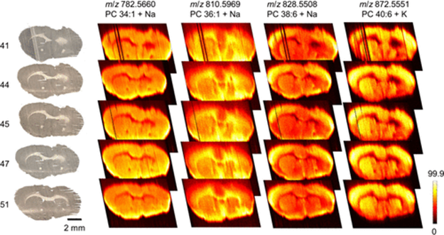 Literature Sharing | J. Am. Soc. Mass Spectrom | Pneumatically Assisted Microfluidic Probe for Enhanced Mass Spectrometry Imaging Performance