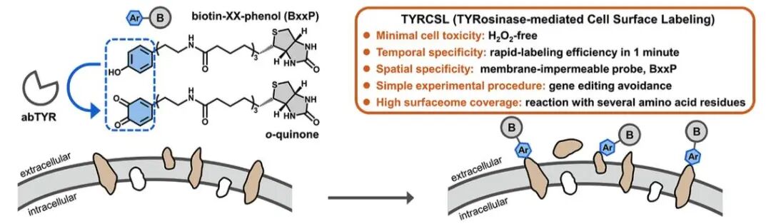 Ultrafast Tyrosinase-Mediated Biotinylation of Living Cell Surface Analysis Reveals Novel Cell Surface Proteins Responsible for Influenza A Virus Entry
