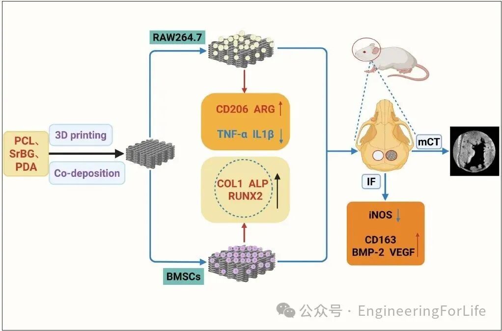 3D Printed Strontium-Doped Bioactive Glass/Polycaprolactone Scaffolds Enhance Immunomodulation and Bone Repair through Polydopamine Surface Modification